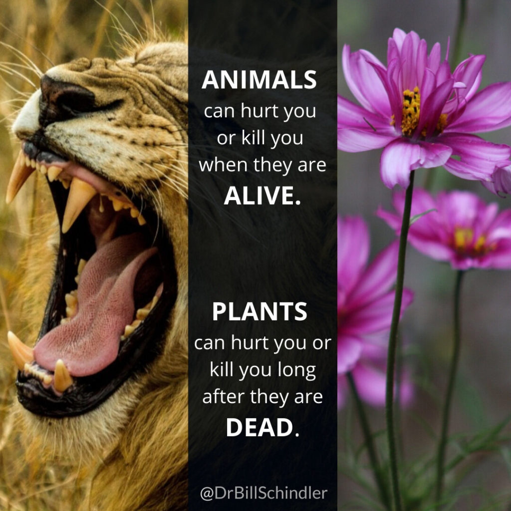 Plants vs Animals