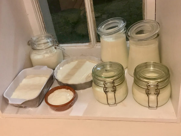 fermented dairy on shelves in kitchen