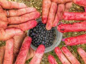 Hands berries