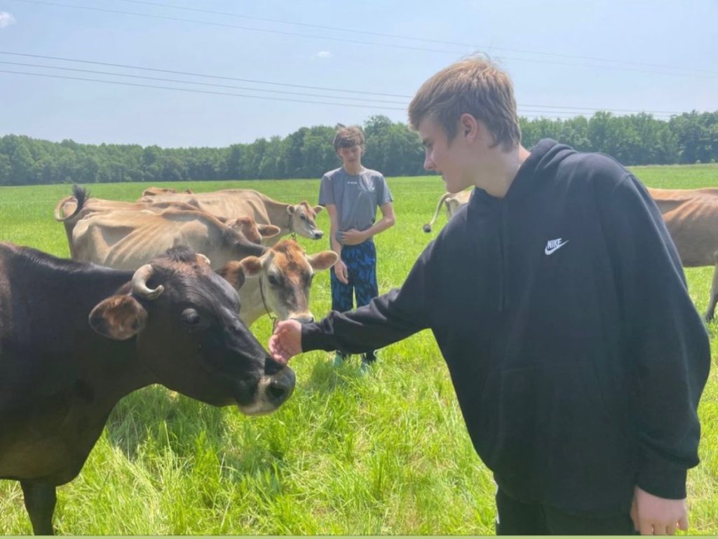Petting cows